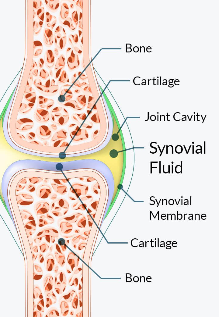 Diagram labeling cartilage, joint cavity and synovial fluid